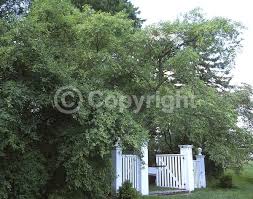 Attēlu rezultāti vaicājumam “Exochorda giraldii var. wilsonii”