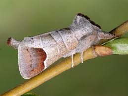 Attēlu rezultāti vaicājumam “Clostera pigra”