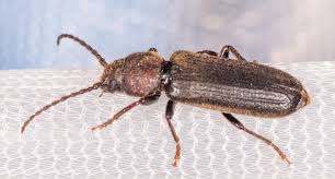 Attēlu rezultāti vaicājumam “Criocephalus rusticus”