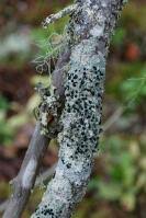 Attēlu rezultāti vaicājumam “Mycoblastus sanguinarius”