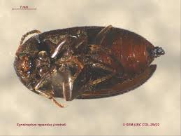 Attēlu rezultāti vaicājumam “Tetratomidae”