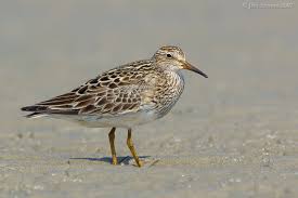 Image result for Calidris melanotos