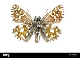 Attēlu rezultāti vaicājumam “Pyrgus serratulae”