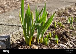 Attēlu rezultāti vaicājumam “Narcissus leaf”