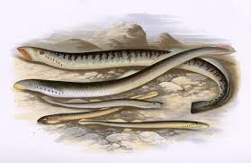 Attēlu rezultāti vaicājumam “Lampetra planeri”