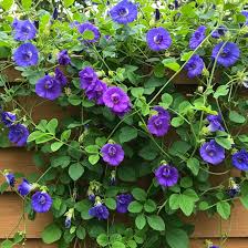 Attēlu rezultāti vaicājumam “Ombrophila violacea”