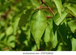 Attēlu rezultāti vaicājumam “Prunus armeniaca leaf”