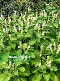 Attēlu rezultāti vaicājumam “Phytolacca acinosa flower”