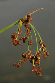 Attēlu rezultāti vaicājumam “Schoenoplectus lacustris subsp. glaucus bud”