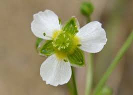 Attēlu rezultāti vaicājumam “Alisma plantago-aquatica flower”