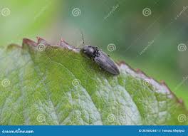 Attēlu rezultāti vaicājumam “Hemicrepidius sp.”