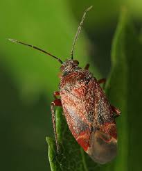 Attēlu rezultāti vaicājumam “Psallus sp.”