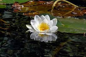 Attēlu rezultāti vaicājumam “Nymphaea alba flower”