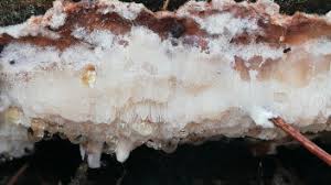 Attēlu rezultāti vaicājumam “Sarcoporia polyspora”