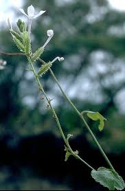 Attēlu rezultāti vaicājumam “Plumbaginaceae”