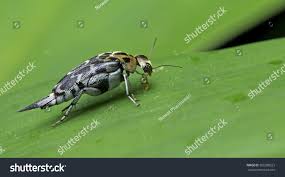 Attēlu rezultāti vaicājumam “Mordellidae”