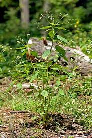 Attēlu rezultāti vaicājumam “Impatiens parviflora fruit”
