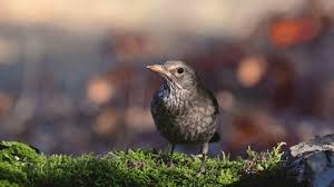 Attēlu rezultāti vaicājumam “Galerida cristata adult”