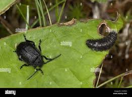 Attēlu rezultāti vaicājumam “Galeruca tanaceti”