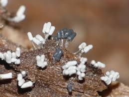 Attēlu rezultāti vaicājumam “Arcyria cinerea”