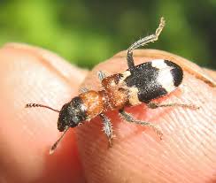 Attēlu rezultāti vaicājumam “Griselda ustomaculana”