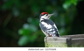 Attēlu rezultāti vaicājumam “Dendrocopos major juvenile”