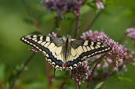 Attēlu rezultāti vaicājumam “Papilio machaon underside”