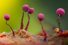 Attēlu rezultāti vaicājumam “Cribraria purpurea macro”