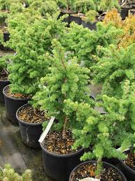 Attēlu rezultāti vaicājumam “Larix kaempferi leaf”