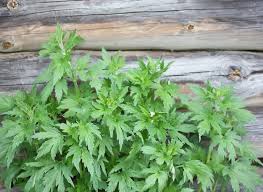 Attēlu rezultāti vaicājumam “Leonurus quinquelobatus”