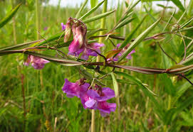 Attēlu rezultāti vaicājumam “Lathyrus palustris flower”
