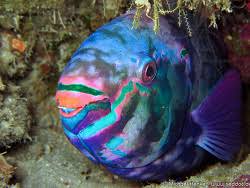 Image result for Chlorurus sordidus