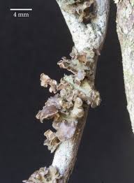 Attēlu rezultāti vaicājumam “Cetraria sepincola”