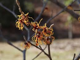 Attēlu rezultāti vaicājumam “Hamamelis japonica bud”