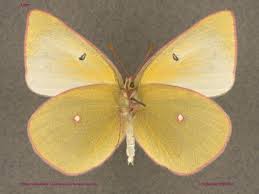 Attēlu rezultāti vaicājumam “Colias palaeno female”