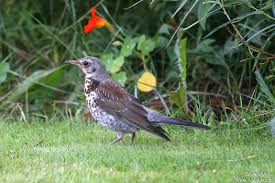 Attēlu rezultāti vaicājumam “Turdus pilaris juvenile”
