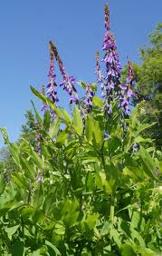 Attēlu rezultāti vaicājumam “Galega orientalis”