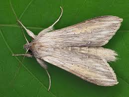 Attēlu rezultāti vaicājumam “Cucullia umbratica”