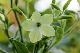 Attēlu rezultāti vaicājumam “Nicotiana tabacum flower”