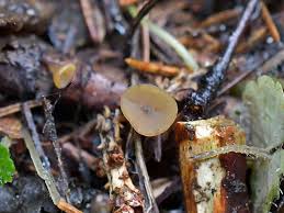 Attēlu rezultāti vaicājumam “Rutstroemia firma”