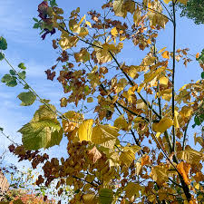 Attēlu rezultāti vaicājumam “Acer rufinerve”