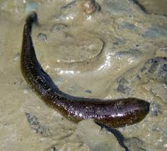 Attēlu rezultāti vaicājumam “Haemopis sanguisuga”