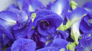 Attēlu rezultāti vaicājumam “Pisum sativum flower”