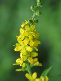 Attēlu rezultāti vaicājumam “Agrimonia pilosa flower”