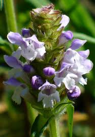Attēlu rezultāti vaicājumam “Prunella vulgaris flower”