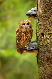 Image result for Strix aluco