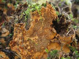 Attēlu rezultāti vaicājumam “Asterodon ferruginosus”