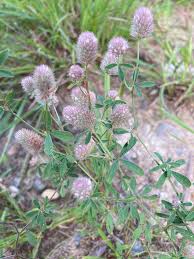 Attēlu rezultāti vaicājumam “Trifolium arvense fruit”
