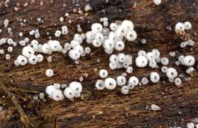 Attēlu rezultāti vaicājumam “Henningsomyces candidus”