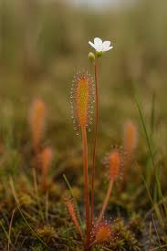 Attēlu rezultāti vaicājumam “Drosera anglica flower”